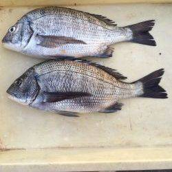 和歌山マリーナシティ海釣り公園 オキアミボイルでチヌの釣果