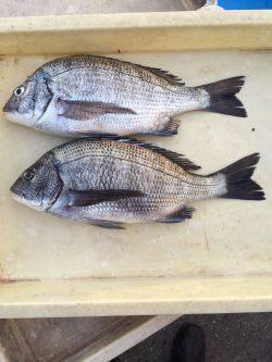 和歌山マリーナシティ海釣り公園 オキアミボイルでチヌの釣果