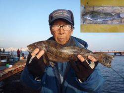 神戸市立須磨海づり公園　アイナメ39.5cm　記録賞！