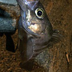 今期初メバリング