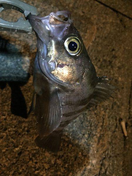 今期初メバリング