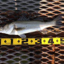 尼崎魚つり公園でハネ!