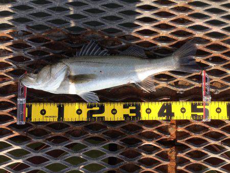 尼崎魚つり公園でハネ!