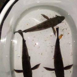 連日のメバル調査