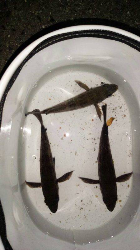 連日のメバル調査