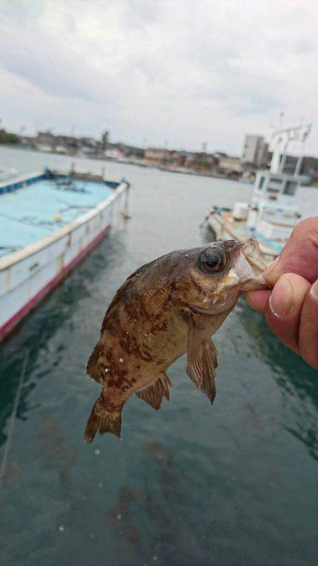 無限に釣れるのですが…