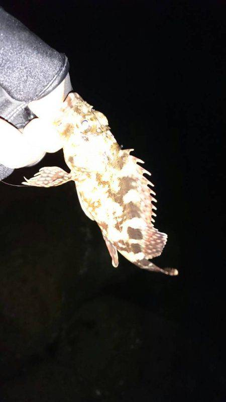 メバルをもとめて