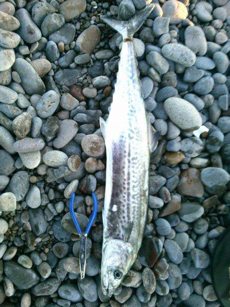 カツオ、メジロ狙いの