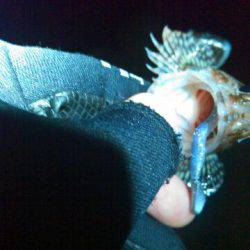 ストレス解消ガシリングの巻