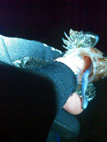 ストレス解消ガシリングの巻