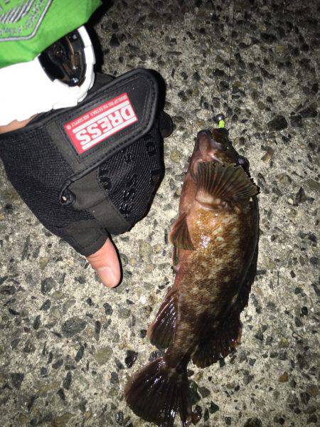 久しぶりにワームでガシラ!!