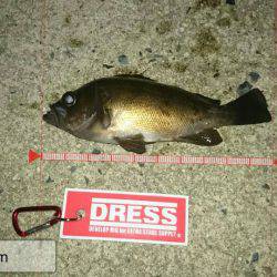 結局今年も・・・