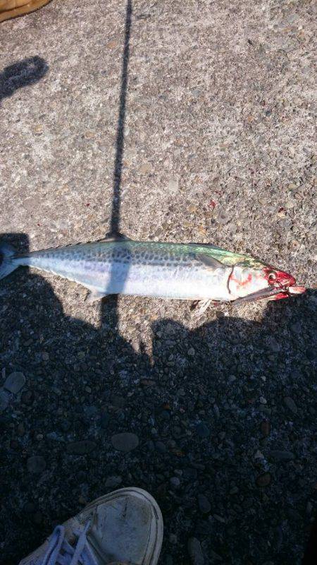 ショアジギング