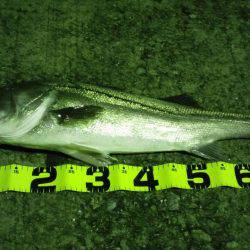 シーバスGET！！