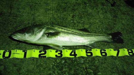 シーバスGET！！