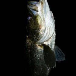 シーバス好調！