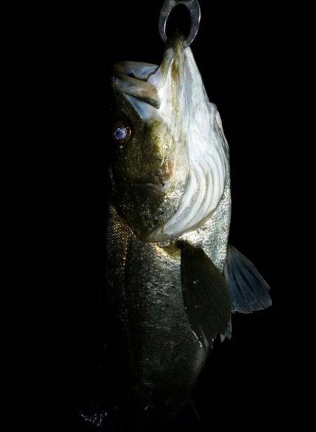 シーバス好調！