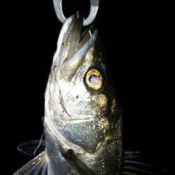 シーバスゲット！