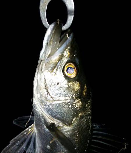 シーバスゲット！