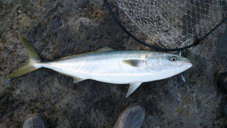 南紀の地磯でメジロ