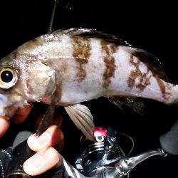 メバリング爆！