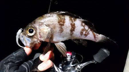 メバリング爆！