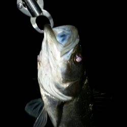 なんとか釣れた！