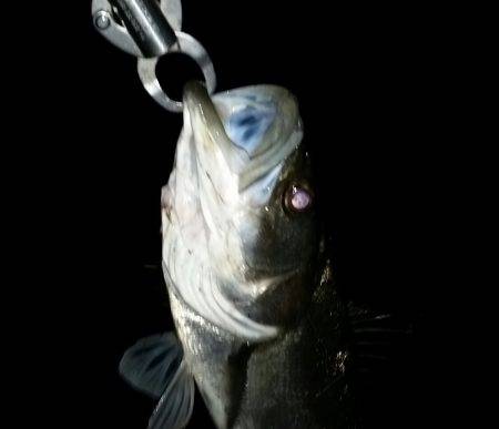 なんとか釣れた！