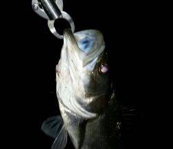 なんとか釣れた！