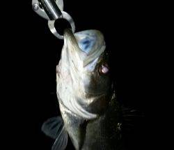 なんとか釣れた！