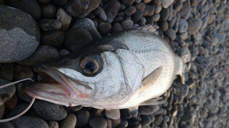 煙樹でヒラスズキ