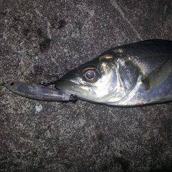 バチパターン開催か?