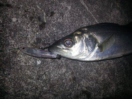 バチパターン開催か？