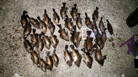 高活性メバリング