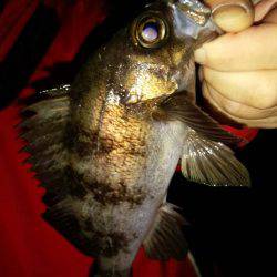 ソロソロ戻って来た？