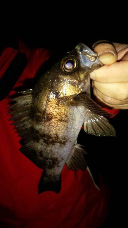 ソロソロ戻って来た？