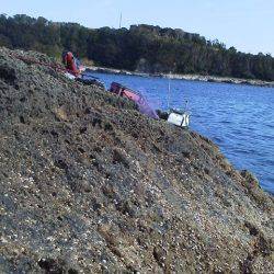 グレ3匹・・・・シマアジ1匹・・・・グレ釣りは難しい・・・