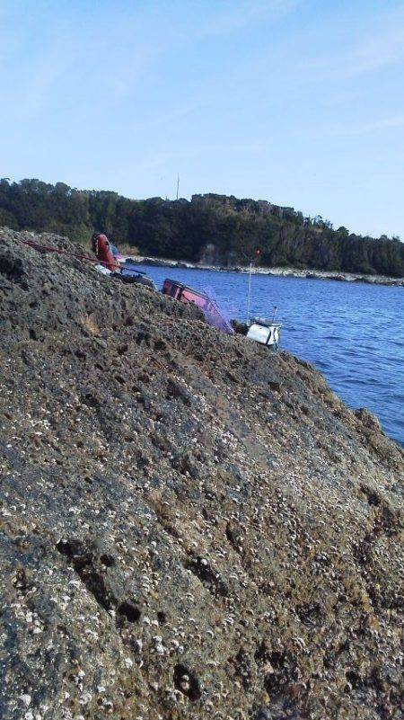 グレ3匹・・・・シマアジ1匹・・・・グレ釣りは難しい・・・