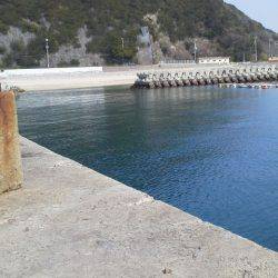 ガシラ・18cm・・・