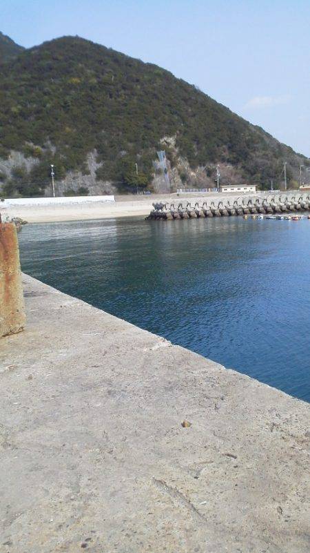 ガシラ・18cm・・・