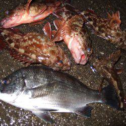 ガッシーは裏切らない。