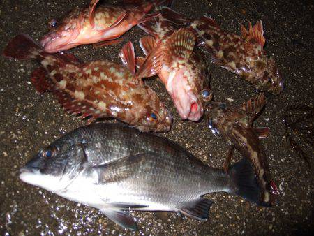 ガッシーは裏切らない。