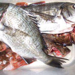 西中島にてリベンジ