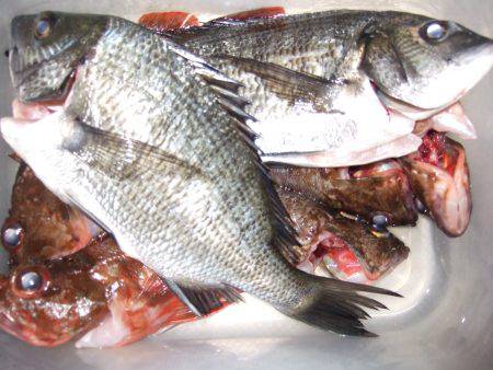 西中島にてリベンジ