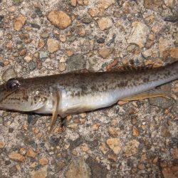 アジ狙い撃沈。