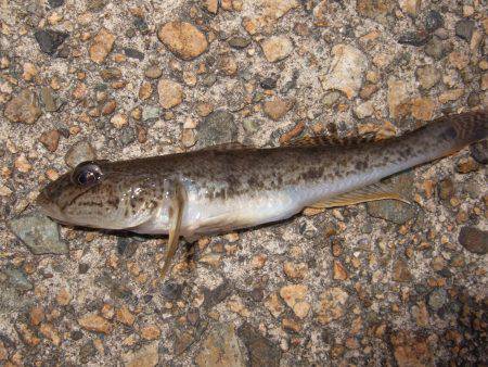 アジ狙い撃沈。