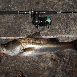 湾奥シーバス。徐々にサイズアップか？。