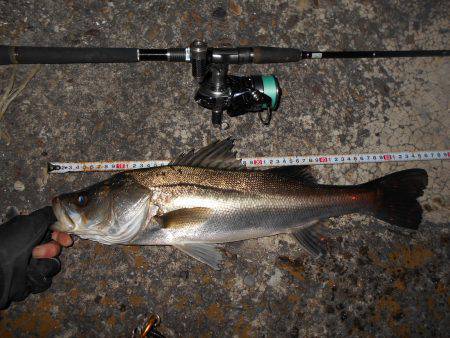 湾奥シーバス。徐々にサイズアップか？。