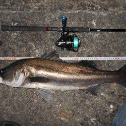 波止際で良型シーバス♪。