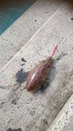 朝まづめにコウイカ エギング